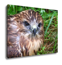 Load image into Gallery viewer, Gallery Wrapped Canvas, Falcon Nestling