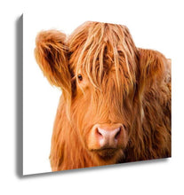 Load image into Gallery viewer, Gallery Wrapped Canvas, Wild Redhaired Calf Of Highland