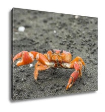 Load image into Gallery viewer, Gallery Wrapped Canvas, Red Cliff Crab Ecuador