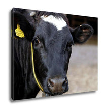 Load image into Gallery viewer, Gallery Wrapped Canvas, Meat Dairy Breed Cows On Farm