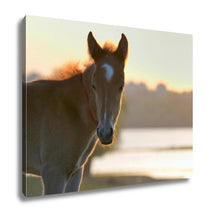 Load image into Gallery viewer, Gallery Wrapped Canvas, New Young Foal On Field At Sunset