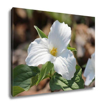 Load image into Gallery viewer, Gallery Wrapped Canvas, Trillium Grandiflorumwhite
