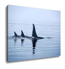 Load image into Gallery viewer, Gallery Wrapped Canvas, Three Killer Whales With Huge Dorsal Fins At Vancouver Island