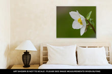 Load image into Gallery viewer, Gallery Wrapped Canvas, Hellebore Flower Helleborus Orientalis Or Christmas Rose