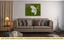 Load image into Gallery viewer, Gallery Wrapped Canvas, Hellebore Flower Helleborus Orientalis Or Christmas Rose