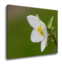 Load image into Gallery viewer, Gallery Wrapped Canvas, Hellebore Flower Helleborus Orientalis Or Christmas Rose