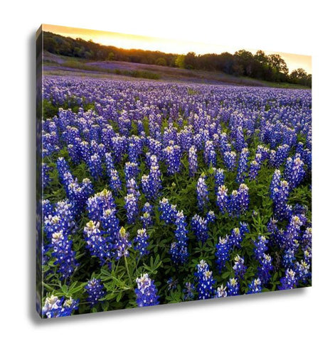 Gallery Wrapped Canvas, Beautiful Bluebonnets Field At Sunset Near Austin Texas In Spring
