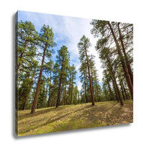 Load image into Gallery viewer, Gallery Wrapped Canvas, Pine Tree Forest In Grand Canyon Arizona