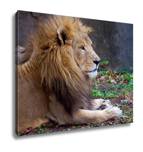 Gallery Wrapped Canvas, African Male Lion