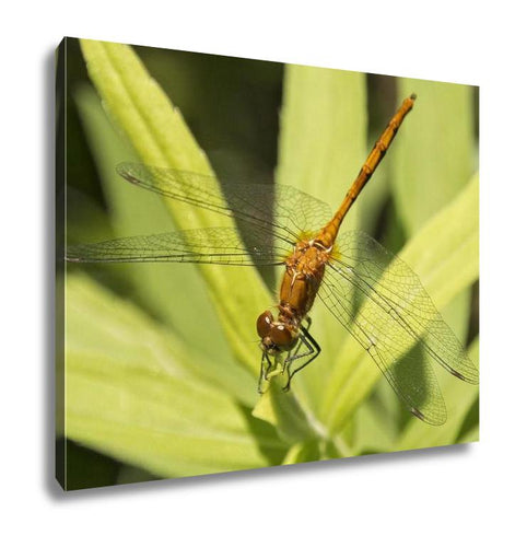 Gallery Wrapped Canvas, A Dragonfly Resting On A Leaf In Minnesota